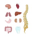 Human organs anatomy. Royalty Free Stock Photo