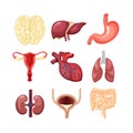 Human organs anatomy set. The internal system is the brain liver lungs uterus kidney bladder intestines heart stomach Royalty Free Stock Photo