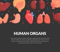 Human Organs Banner, Medical Science Innovation, Bioengineering Technologies for Creating Viable Organs for