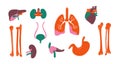 Human organs. Body internal stylized liver kidney bone heart pancreas lung, human anatomy infographic, donor and and
