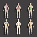 Human organs and body systems Royalty Free Stock Photo