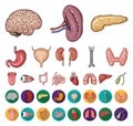 Human organs cartoon,flat icons in set collection for design. Anatomy and internal organs vector symbol stock web Royalty Free Stock Photo