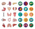 Human organs cartoon,flat icons in set collection for design. Anatomy and internal organs vector symbol stock web Royalty Free Stock Photo