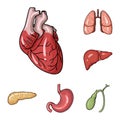 Human organs cartoon icons in set collection for design. Anatomy and internal organs vector symbol stock web Royalty Free Stock Photo