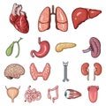 Human organs cartoon icons in set collection for design. Anatomy and internal organs vector symbol stock web Royalty Free Stock Photo