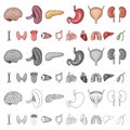 Human organs cartoon icons in set collection for design. Anatomy and internal organs vector symbol stock web