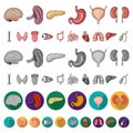 Human organs cartoon icons in set collection for design. Anatomy and internal organs vector symbol stock web Royalty Free Stock Photo