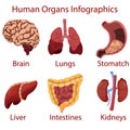 Human organs cartoon Infographics illustration vector