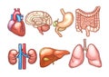 Human organs in cartoon style. Biology illustrations Royalty Free Stock Photo