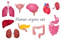 Human organs 3d realistic set. Vector illustration anatomical isolated elements Royalty Free Stock Photo