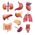 Human Organs Icon Set Royalty Free Stock Photo