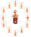 Človek orgány ilustrácie 