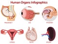 Human organs Infographics isolated on white background Royalty Free Stock Photo