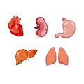 Human organs. Internal organs set. Human anatomy, internal parts of the body.