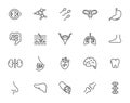 Human organs line icon set. Brain lung stomach colon, vector heart body organs. Medical anatomy collection