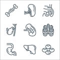 human organs line icons. linear set. quality vector line set such as blood cells, liver, stomach, ribs, spleen, gallbladder,