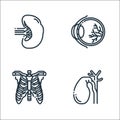 human organs line icons. linear set. quality vector line set such as gallbladder, skeleton, eye ball