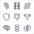 human organs line icons. linear set. quality vector line set such as kidney, bone, brain, ovary, colon, tooth, bone, dna
