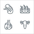 Human organs line icons. linear set. quality vector line set such as ovary, testicles, epidermis