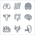 human organs line icons. linear set. quality vector line set such as spleen, bladder, epidermis, brain, colon, ovary, ribs, bone