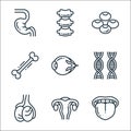 human organs line icons. linear set. quality vector line set such as tongue, uterus, testicles, dna, eyeball, bone, blood cells,