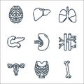 Human organs line icons. linear set. quality vector line set such as bone, thyroid, uterus, veins, spleen, pancreas, lungs, liver