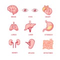 Human organs. Liver anatomy and structure eye working lungs anatomical kidneys and thick intestine. Royalty Free Stock Photo