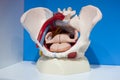 Human organs, model