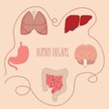 Human organs parts illustration lung intestine brain liver vector