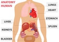 Human organs, the placement of human organs in the body. Human anatomy.