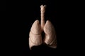 Human organs, respiratory system and breathing concept theme with anatomical lungs isolated on black background with high