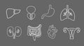 Human organs line icons set. Anatomy of body. Reproductive system, Lungs, Uterus, stomach, heart, liver illustrations Royalty Free Stock Photo