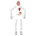 Human organs set with brain heart bones stomach. Skeleton of a man with internal organs. Vector illustration of human bones, brain