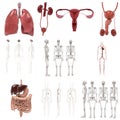 Human organs set Royalty Free Stock Photo