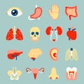 Human organs set Royalty Free Stock Photo