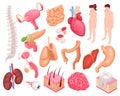 Human Organs Set Royalty Free Stock Photo