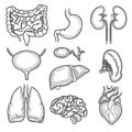 Human organs sketch. Brain kidney heart stomach anatomy body parts vector hand drawn set Royalty Free Stock Photo