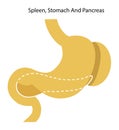 Human organs: spleen, stomach and pancreas. Illustration. Flat design