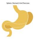 Human organs: spleen, stomach and pancreas. Vector image. Flat design