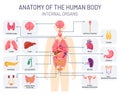 Human organs system. Medical body anatomy, man internal physiology parts. Respiratory, reproductive and digestive Royalty Free Stock Photo