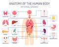 Human organs system. Medical body anatomy, man internal physiology parts. Respiratory, reproductive and digestive systems vector Royalty Free Stock Photo