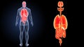 Human organs zoom with anatomy posterior view