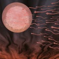 Human Ovum Royalty Free Stock Photo