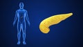 Human Pancreas or Glandular organ video clip