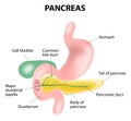 Human pancreas Royalty Free Stock Photo