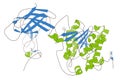 Human pancreatic lipase (HPL) enzyme, in complex with colipase. Performs first steps in the digestion of triglycerides (fat, oil)