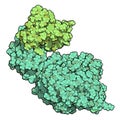 Human pancreatic lipase (HPL) enzyme, in complex with colipase. Performs first steps in the digestion of triglycerides (fat, oil)