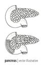 Human pankreas anatomy section illustration