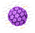 Human papillomavirus (HPV) Royalty Free Stock Photo