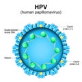 Human papillomavirus. HPV structure Royalty Free Stock Photo